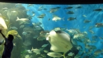 Continue reading Shark porn and equal rights! (Day 26 - June 10, 2010)…